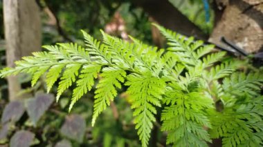 Güzel taze hijo yaprakları bahçede