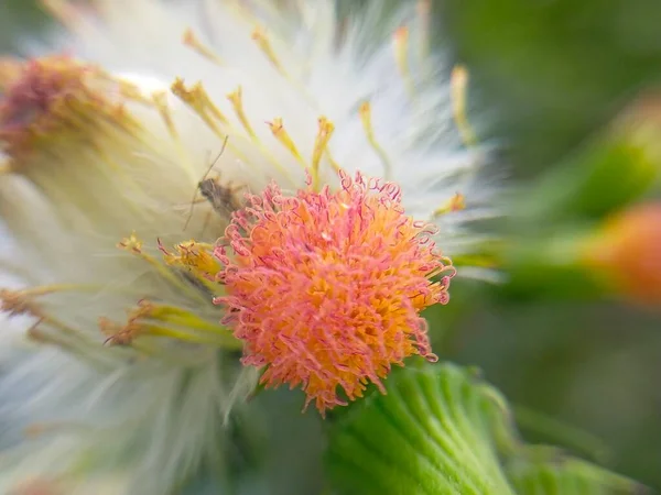 花赤葉ヒジョ ビロン青黄自然野の庭紙地 — ストック写真