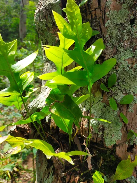 stock image black grasshopper on fresh hijo leaves