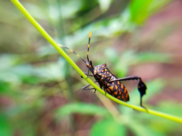 정원에 메뚜기 — 스톡 사진