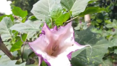 Güzel mor çiçekli hijo yaprakları bahçede