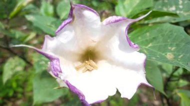 Bahçede çiçek açan beyaz mor çiçekler. 