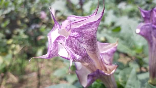 White Purple Flowers Blooming Hijo Leaves Garden — Stock Video