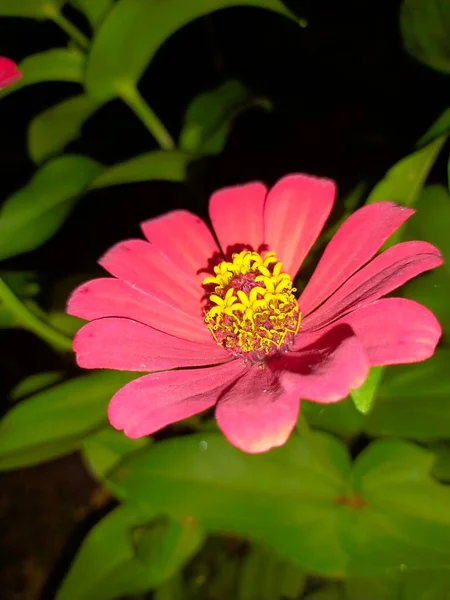 花园里红花盛开 自然新鲜的荷叶 — 图库照片