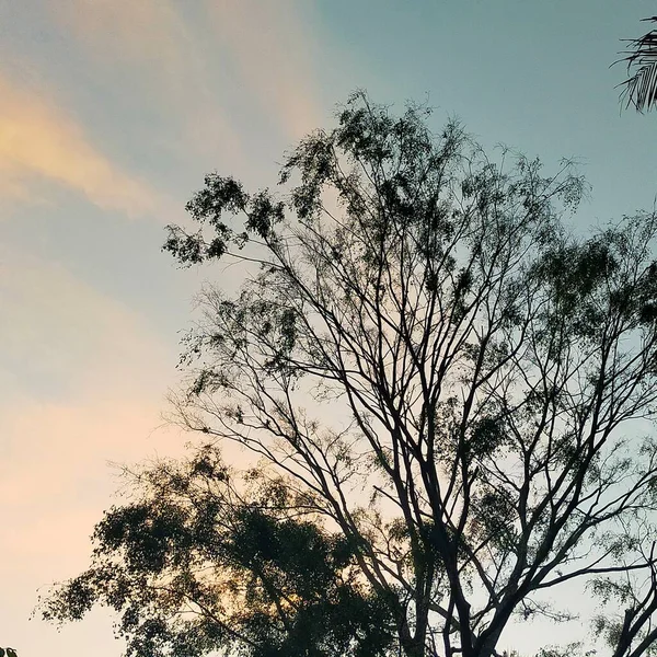 Langit Oranye Biru Mendung Pohon Bunga Pegunungan Alam — Stok Foto