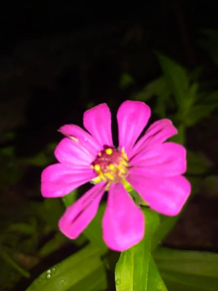 Röda Blommor Blommar Naturliga Färska Hijo Blad Trädgården — Stockfoto