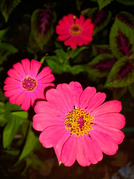 Červené Květy Kvetoucí Přírodní Čerstvé Hijo Listy Zahradě — Stock fotografie