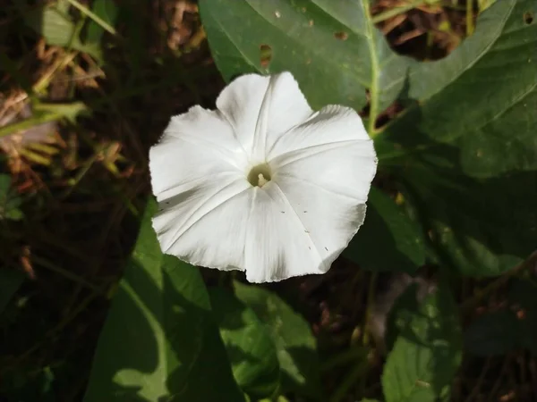 White Petals Flowers Bloom Gela — Stock Photo, Image