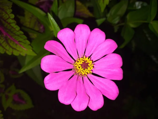Червоні Квіти Квітучі Натуральні Свіжі Листя Саду — стокове фото