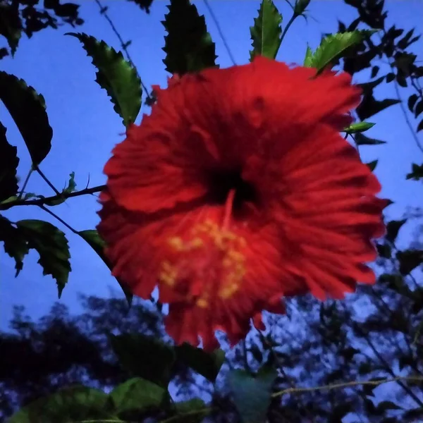 Czerwone Kwiaty Kwitnące Naturalne Świeże Liście Hijo Ogrodzie — Zdjęcie stockowe