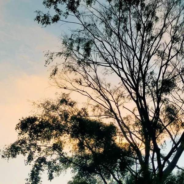 Niebieski Pomarańczowy Niebo Zachmurzenie Drzewa Kwiaty Góry Naturalne — Zdjęcie stockowe