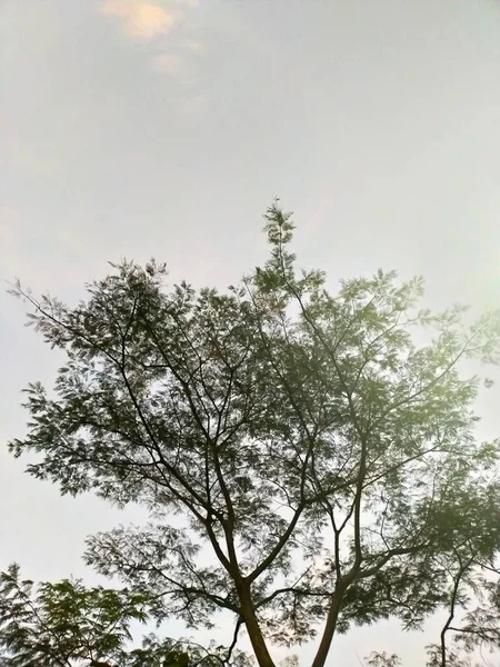 Блакитне Оранжеве Небо Розкидані Дерева Квіти Гори Природні — стокове фото