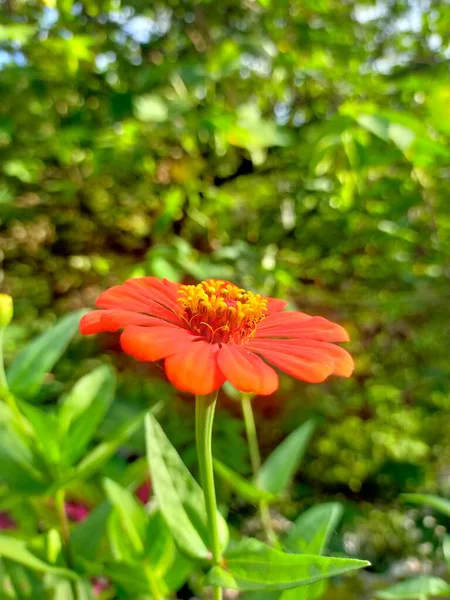 花园里鲜红的花朵绽放着红黄的荷叶 — 图库照片