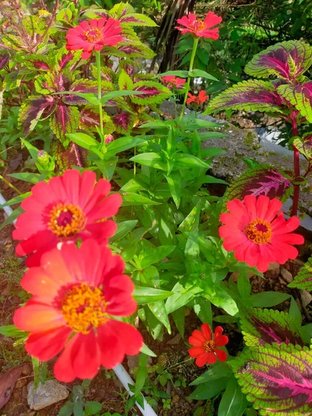 Flores Rojas Frescas Están Floreciendo Hojas Rojas Amarillas Hijo Jardín — Foto de Stock