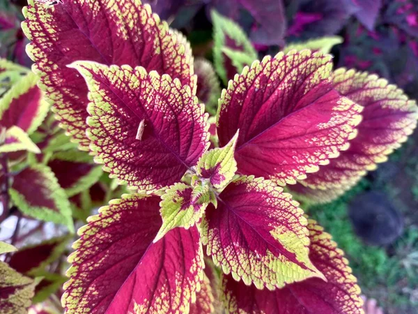 Bloemblaadje Rood Paars Geel Groen Plant Natuur — Stockfoto
