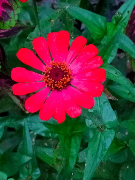Свіжі Червоні Квіти Квітучі Червоно Жовті Листя Саду — стокове фото