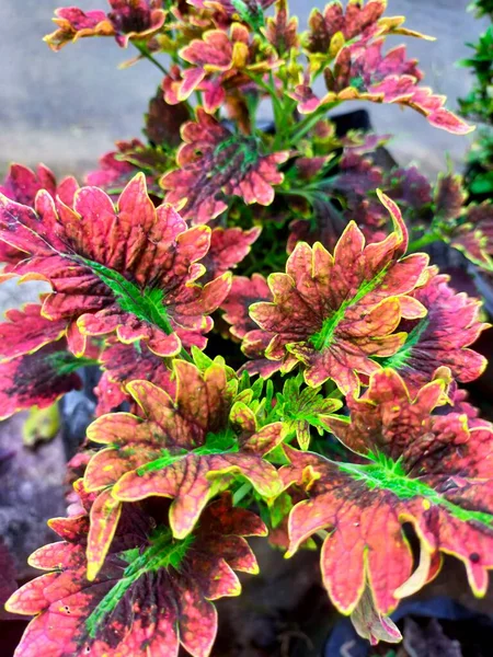 花瓣红色紫色黄绿色植物自然 — 图库照片