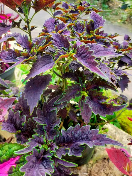 花花弁は赤紫黄緑色植物性 — ストック写真