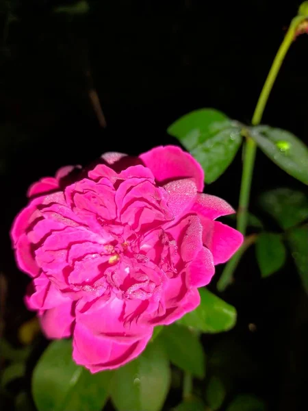 Flores Rojas Frescas Están Floreciendo Hojas Rojas Amarillas Hijo Jardín — Foto de Stock
