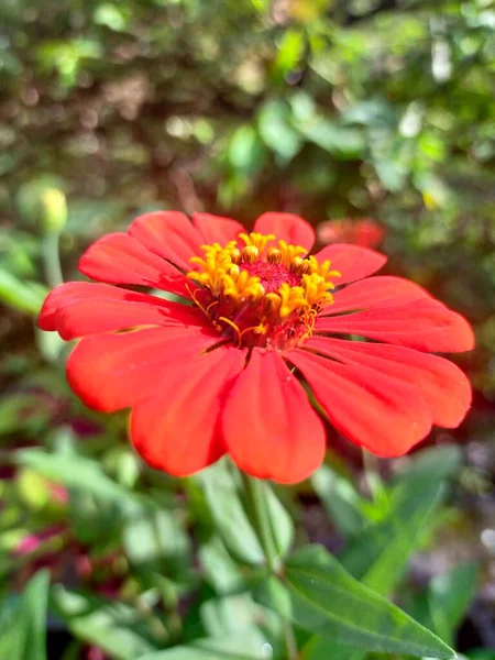 Свіжі Червоні Квіти Квітучі Червоно Жовті Листя Саду — стокове фото