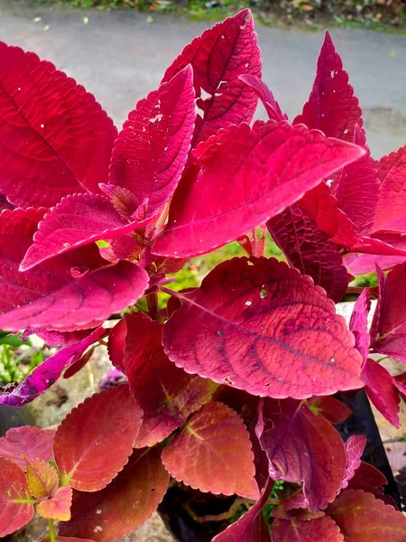 Bloemblaadje Rood Paars Geel Groen Plant Natuur — Stockfoto