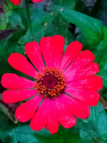 Taze Kırmızı Çiçekler Açıyor Bahçede Kırmızı Sarı Hijo Yaprakları — Stok fotoğraf