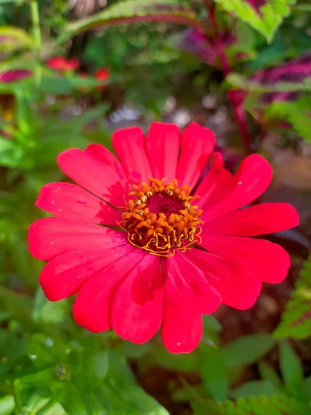 花园里鲜红的花朵绽放着红黄的荷叶 — 图库照片