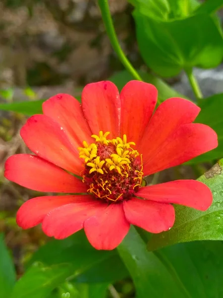 Čerstvé Červené Květy Jsou Kvetoucí Červené Žluté Hijo Listy Zahradě — Stock fotografie