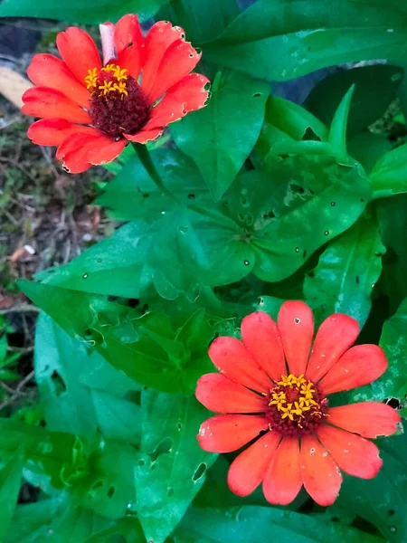 Flores Rojas Frescas Están Floreciendo Hojas Rojas Amarillas Hijo Jardín —  Fotos de Stock
