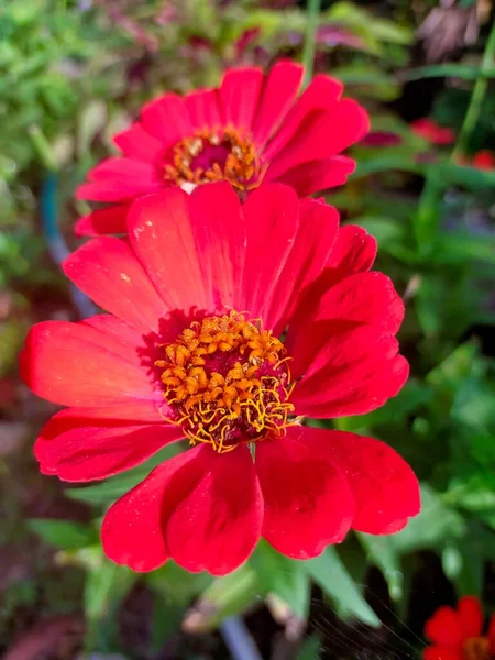 Świeże Czerwone Kwiaty Kwitnące Czerwone Żółte Liście Hijo Ogrodzie — Zdjęcie stockowe