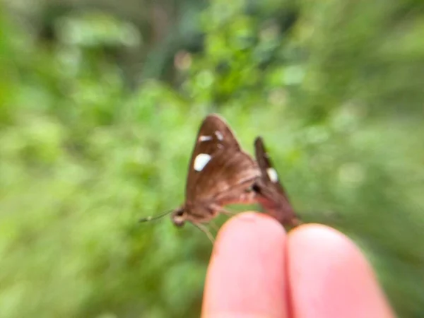 Feuille Jaune Naturel Hijo Papillon Dans Jardin Macro — Photo