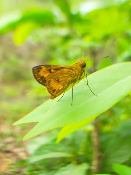 庭マクロの天然黄色の葉ヒジョ蝶 — ストック写真