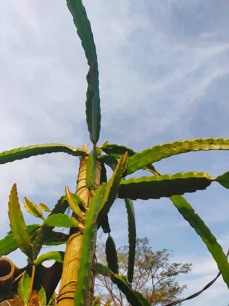 龍の花が空に舞い上がる白竹ヒジョの葉 — ストック写真