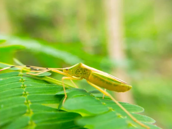 Dragonfly Κάθεται Ένα Πράσινο Φύλλο Κίτρινο Ακρίδα — Φωτογραφία Αρχείου