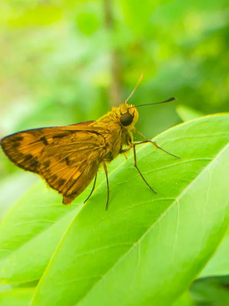 Натуральний Жовтий Лист Метелика Саду Макро — стокове фото