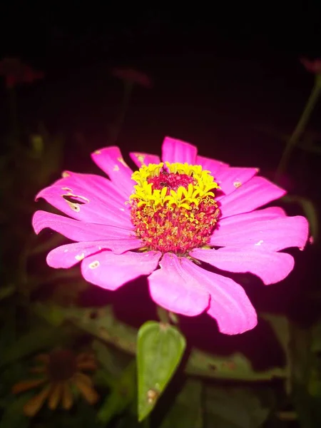 花弁は赤ヒジョ黒ピンク — ストック写真