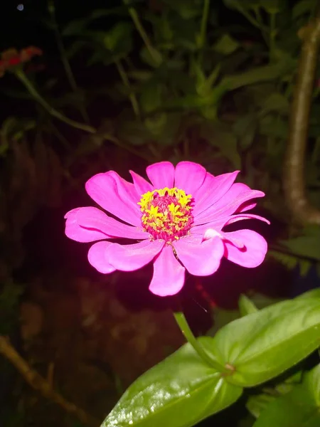 花弁は赤ヒジョ黒ピンク — ストック写真