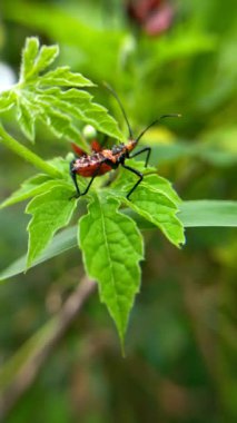 Vahşi hayvan makro kırmızı kara yaprak hijo bahçede