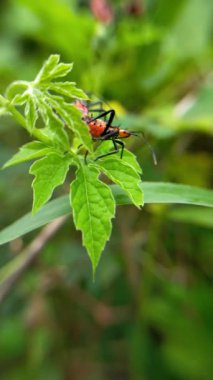 Vahşi hayvan makro kırmızı kara yaprak hijo bahçede
