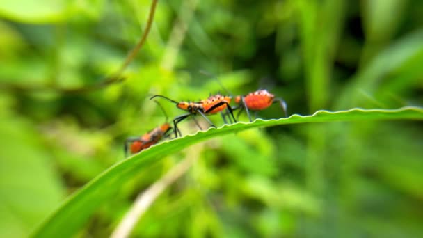 Vahşi Hayvan Makro Kırmızı Kara Yaprak Hijo Bahçede — Stok video