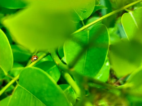 Небольшого Животного Дикой Природы Желтый Цвет Свежий Стебель Листьев Hijo — стоковое фото