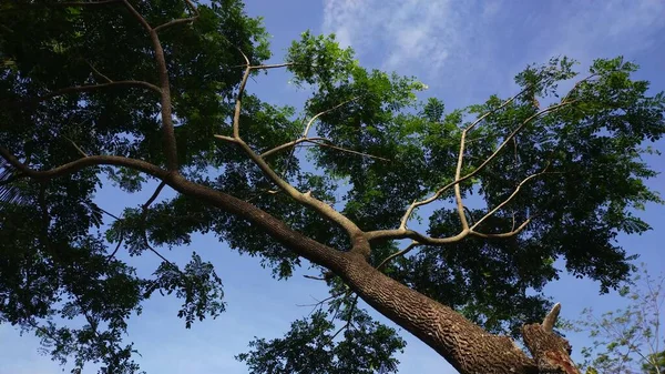 Baum Holz Äste Blätter Hijo Klaren Blauen Himmel — Stockfoto