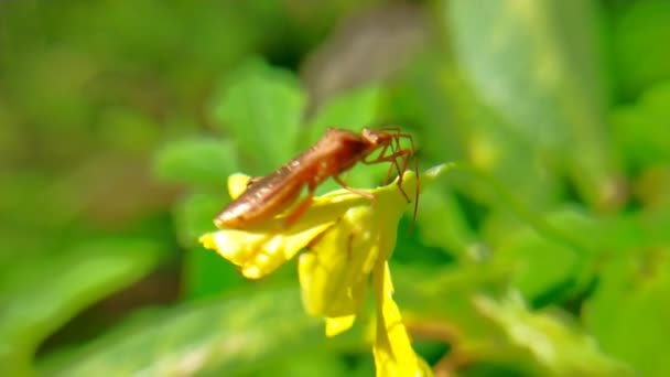 Çekirge Sarısı Kahverengi Kırmızı Yapraklı Hijo Bahçede — Stok video