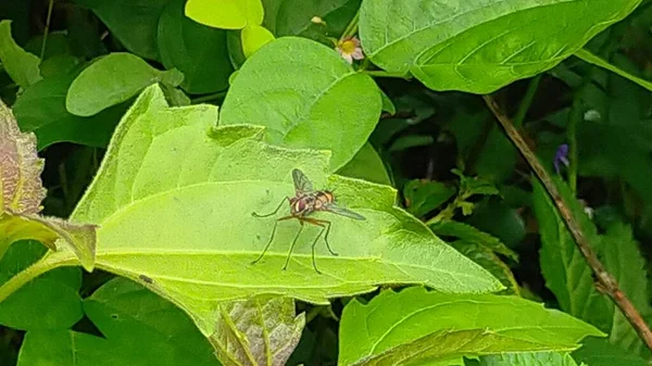 Wildlife Black Grasshopper Fresh Hijo Leaves Garden — Stock Photo, Image