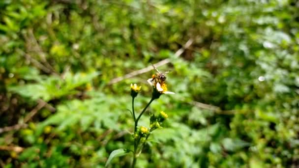 Медова Бджола Квітці Зеленому Саду — стокове відео