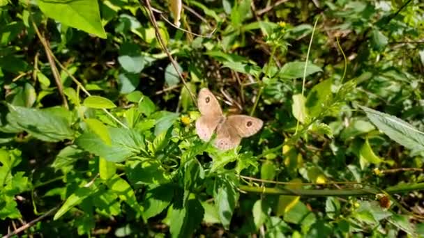 Yellow Brown Butterfly Black Spotted Hijo Leaves Garden — Stock Video