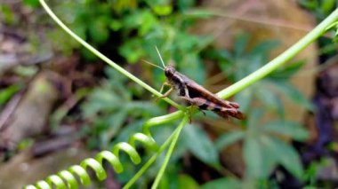 Çekirge sarısı, kahverengi, kırmızı yapraklı hijo bahçede.