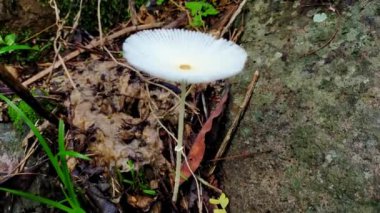 Bahçe toprağında beyaz istiridye mantarı 