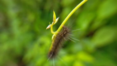 Tırtıl kara yaprak dalları hijo bahçesi. 