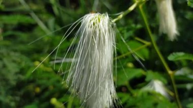 Uzun saçlı beyaz çiçekler yeşil yaprakların yanında beyaz çiçekler ve uzun saçlı yeşil yapraklar bırakır.